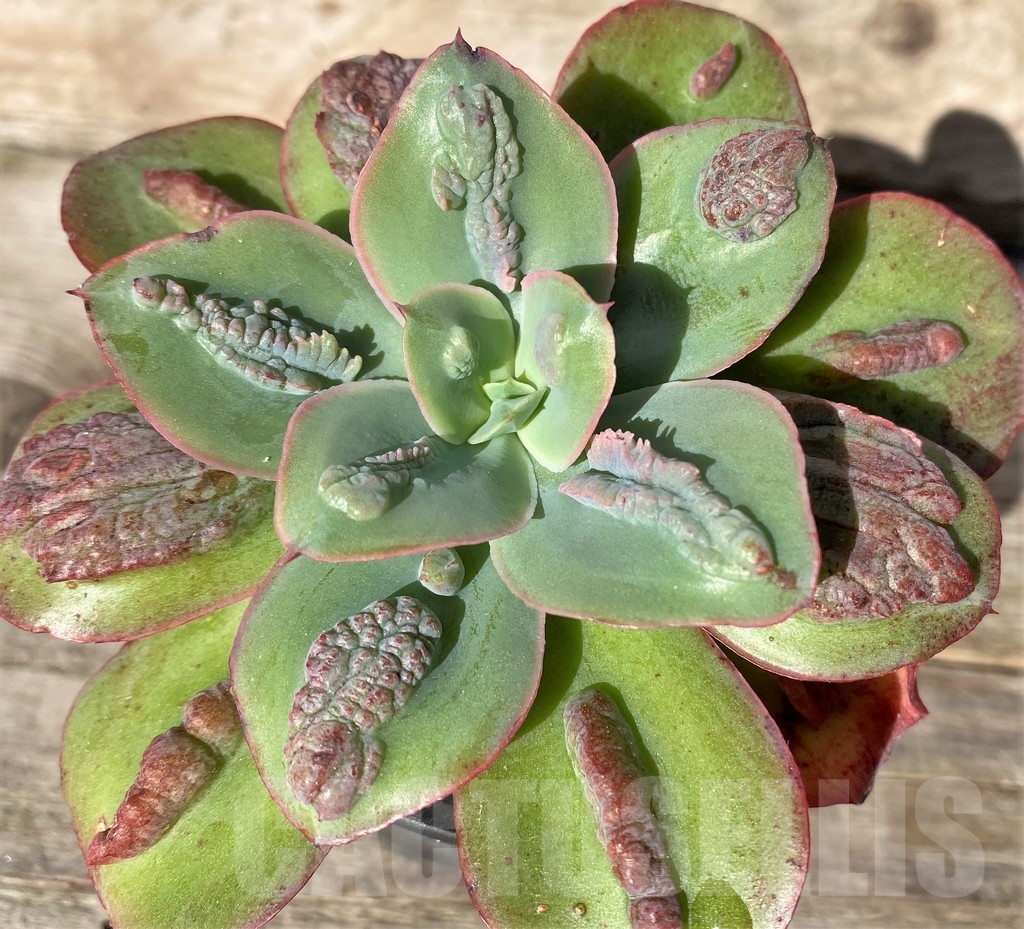 SHPR18340 Echeveria 'Baron Bold'