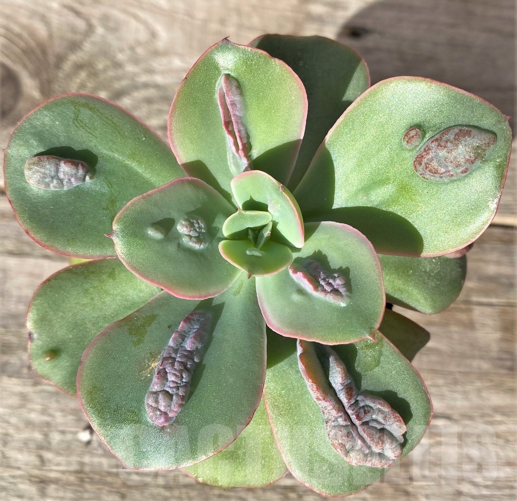 SHPR18341 Echeveria 'Baron Bold'