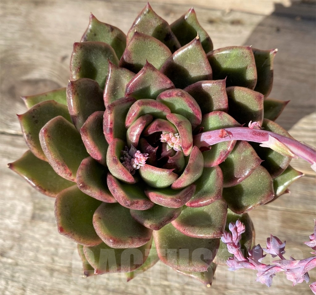 SHPR18342 Echeveria 'Black rose' hybrid