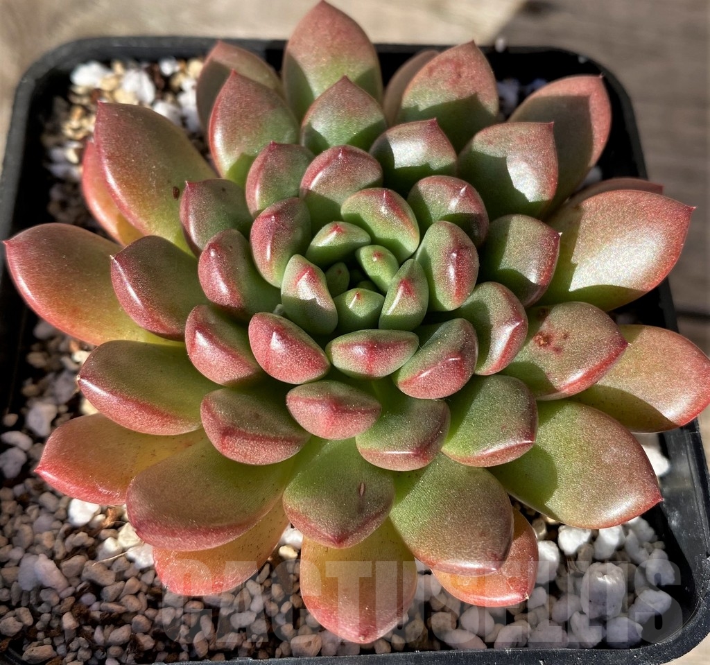 SHPR18343 Sedeveria 'Pink Ruby' - Image 2