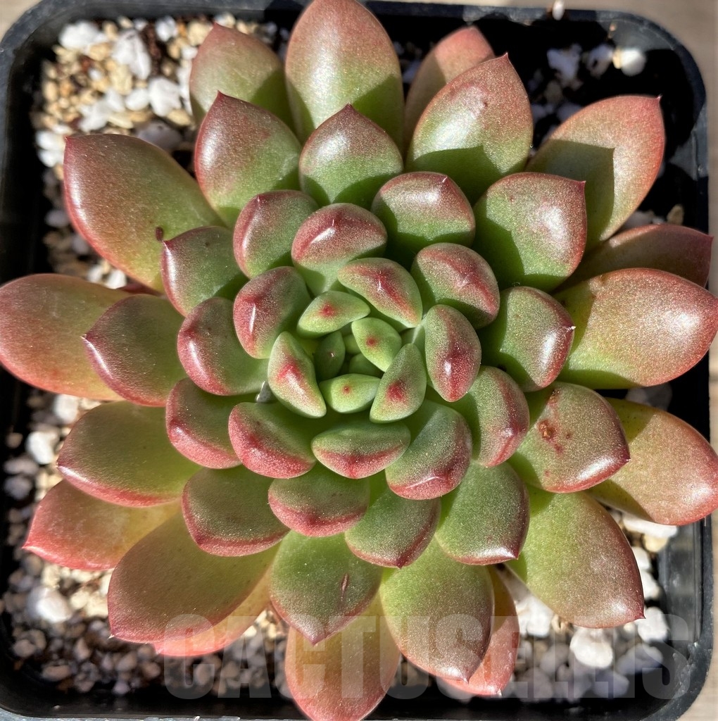 SHPR18343 Sedeveria 'Pink Ruby'