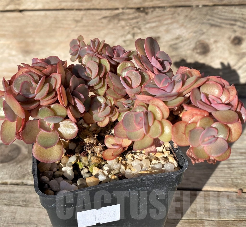 SHPR18344 Echeveria 'Suyon' - Image 2