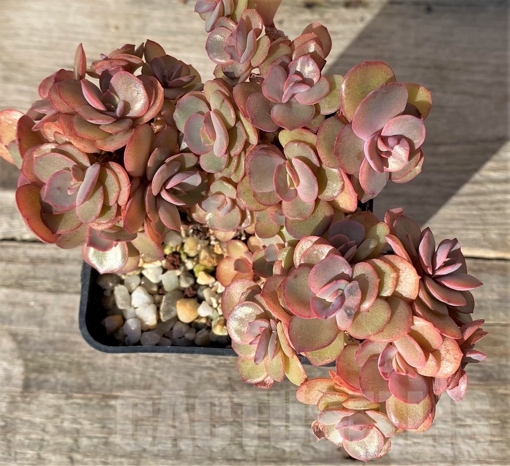 SHPR18344 Echeveria 'Suyon'