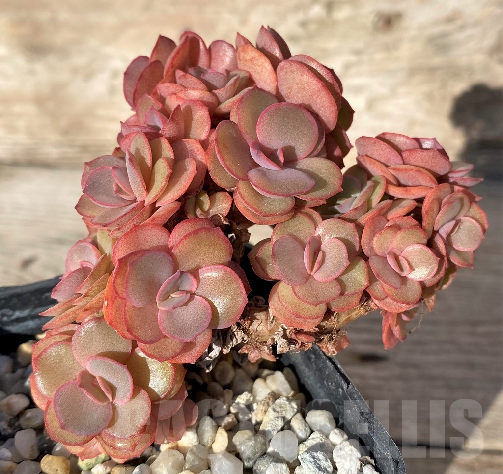 SHPR18345 Echeveria 'Suyon' - Image 2