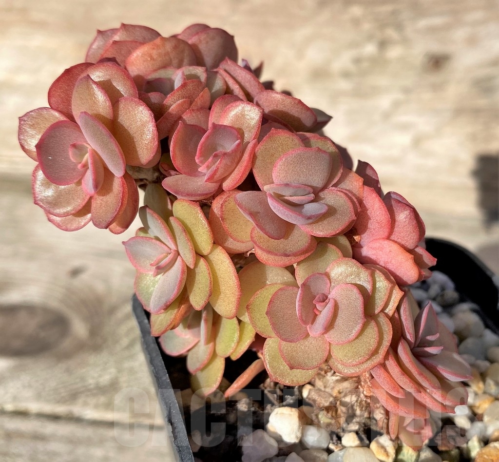 SHPR18345 Echeveria 'Suyon'