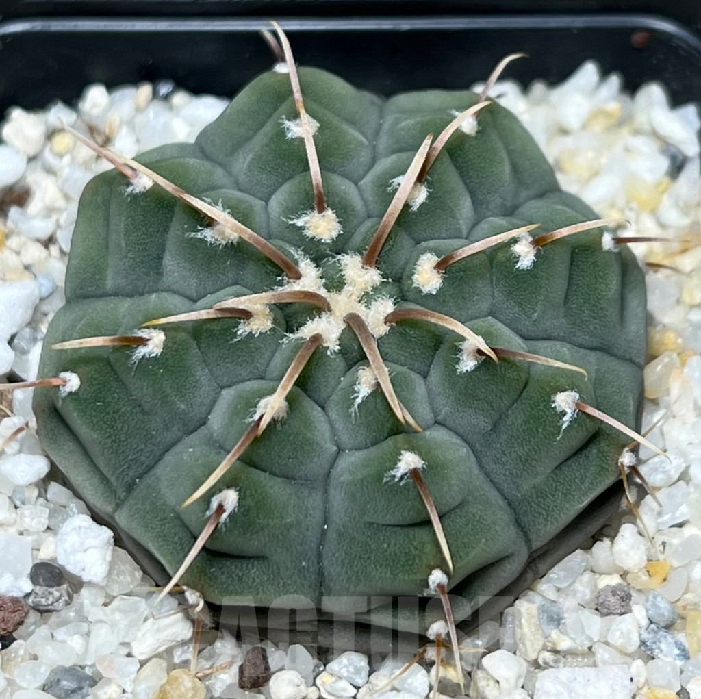 SHPR18956 Gymnocalycium vatteri