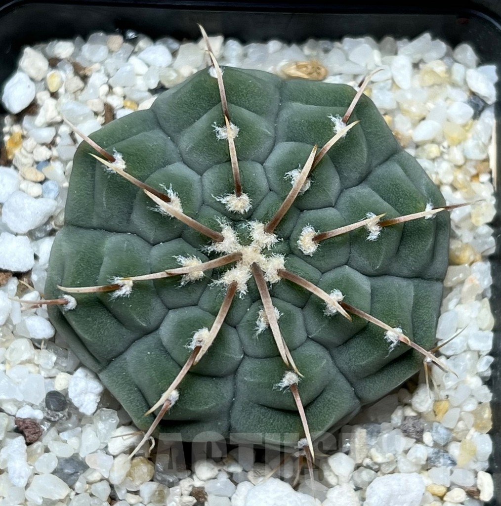 SHPR18956 Gymnocalycium vatteri - Зображення 2