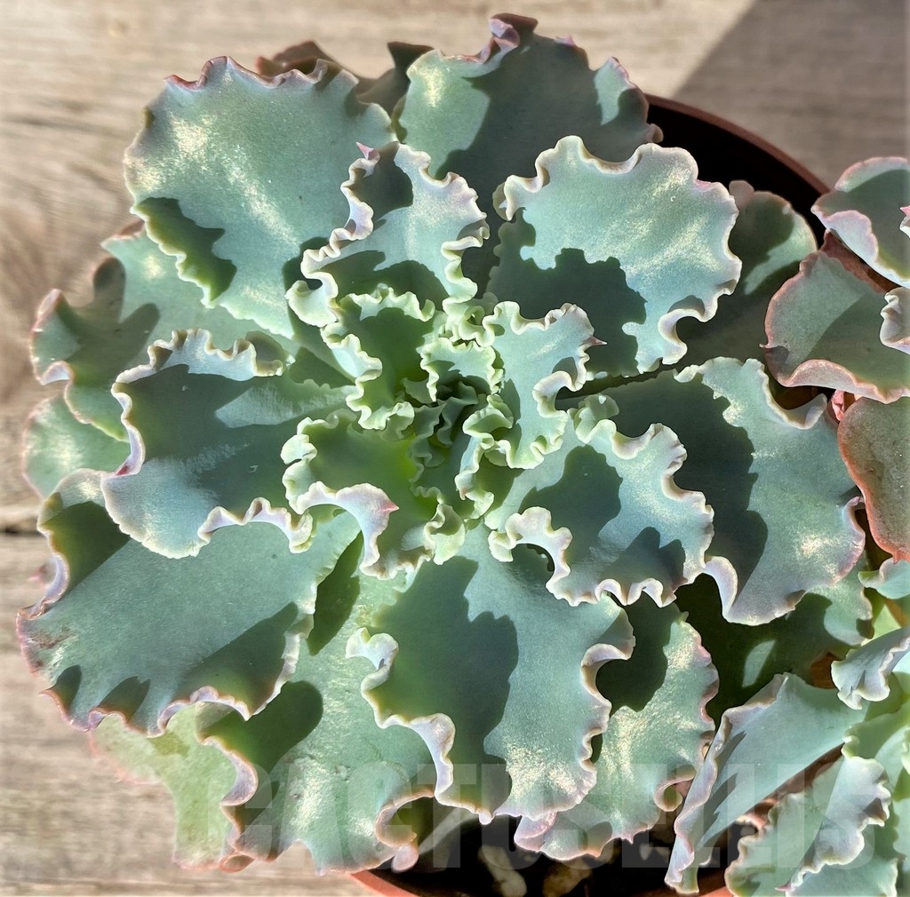 SHPR18346 Echeveria shaviana
