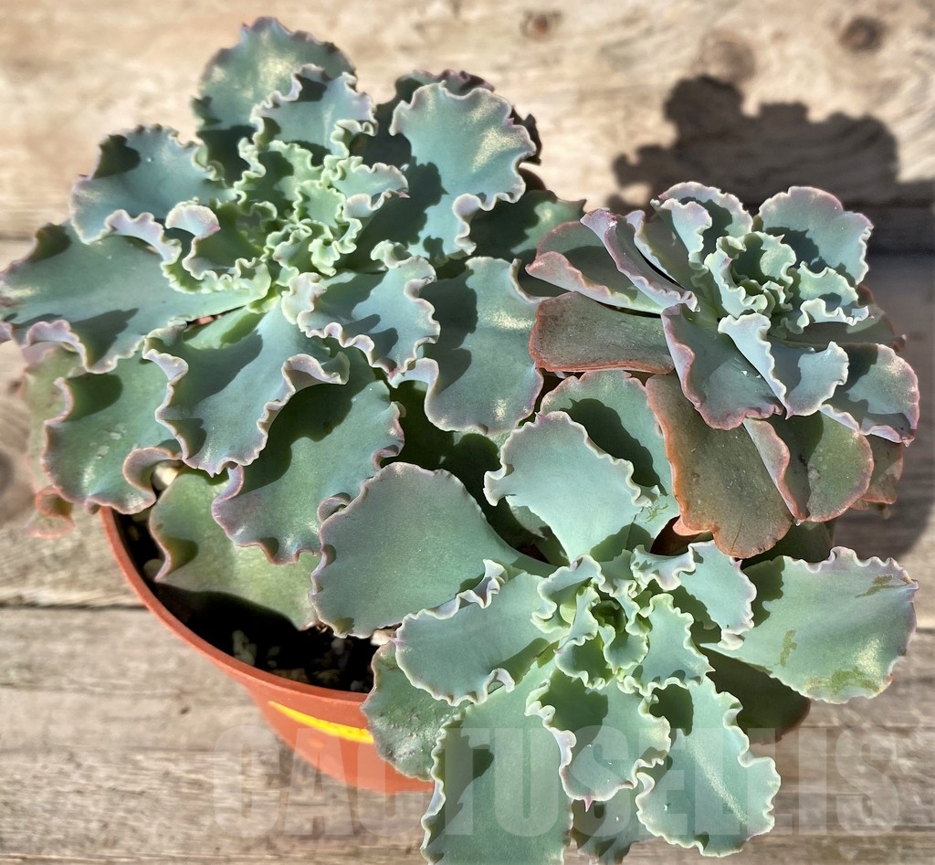 SHPR18346 Echeveria shaviana - Obrázek 2