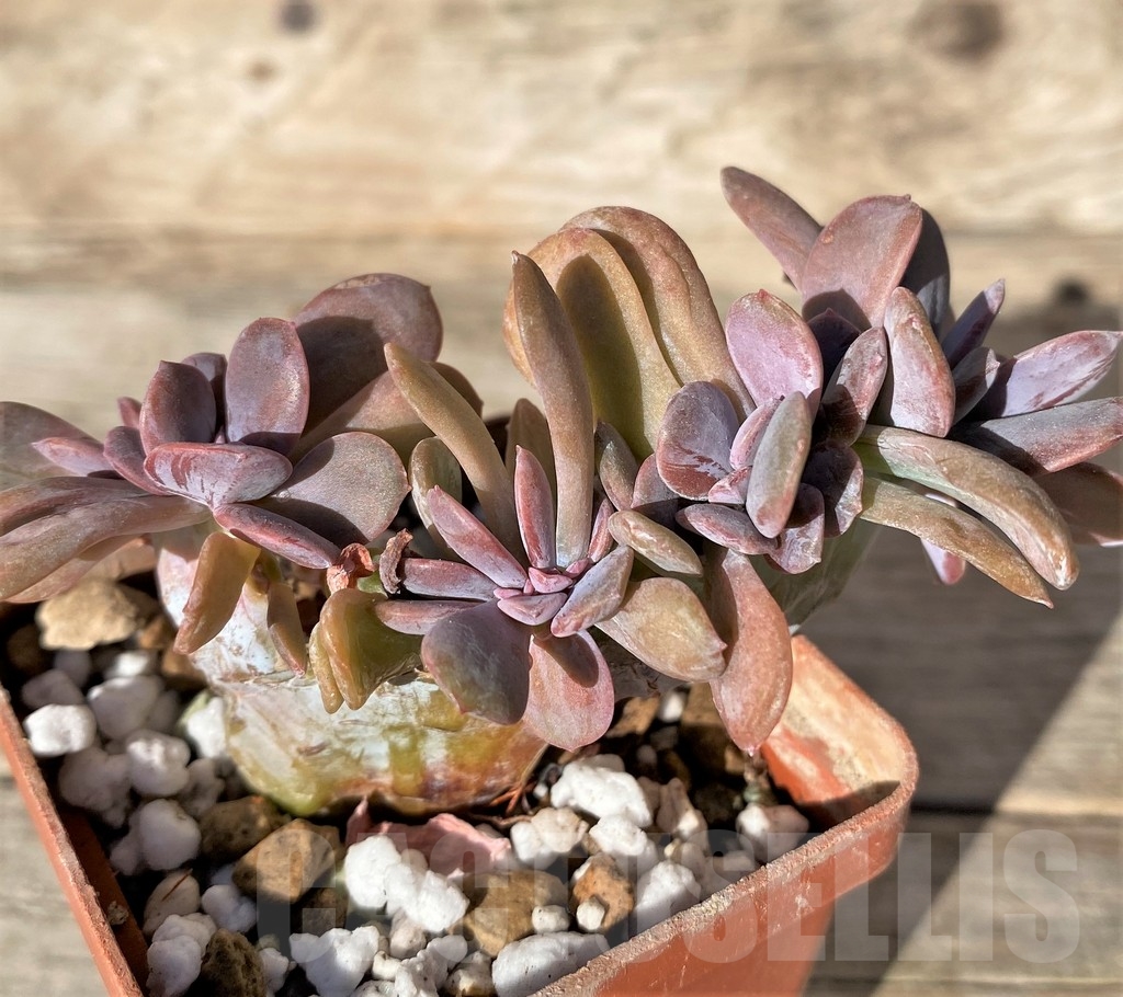SHPR18347 Echeveria 'Fred Ives' f. cristata