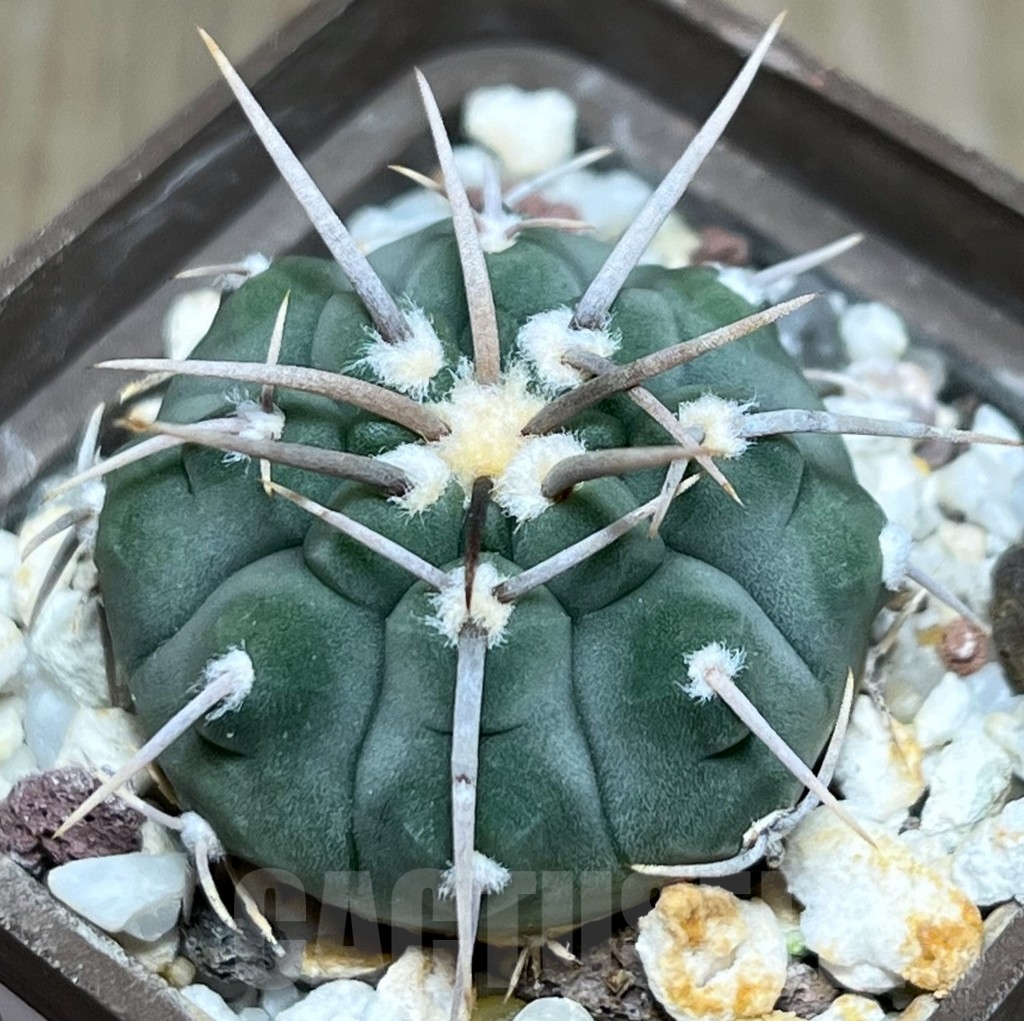 SHPR18958 Gymnocalycium vatteri v. altautinense VG 302