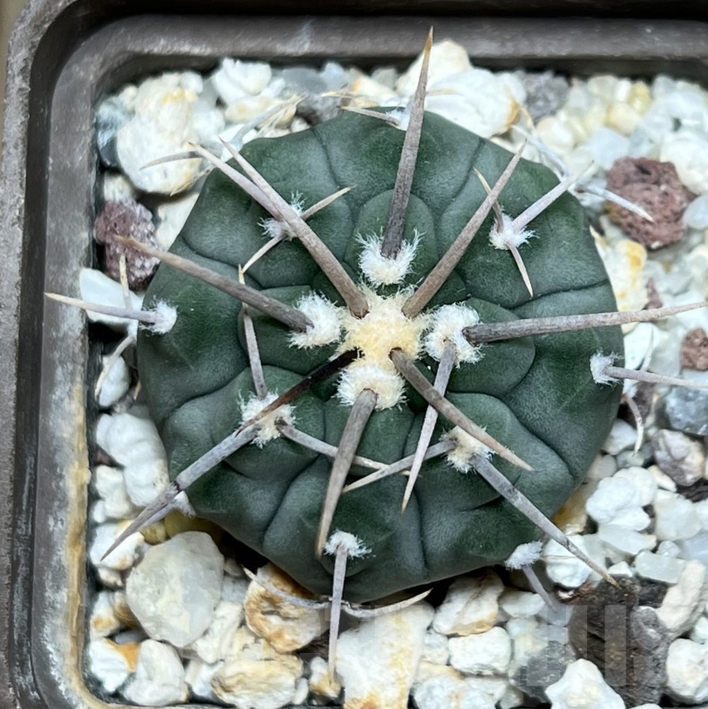 SHPR18958 Gymnocalycium vatteri v. altautinense VG 302 - Зображення 2