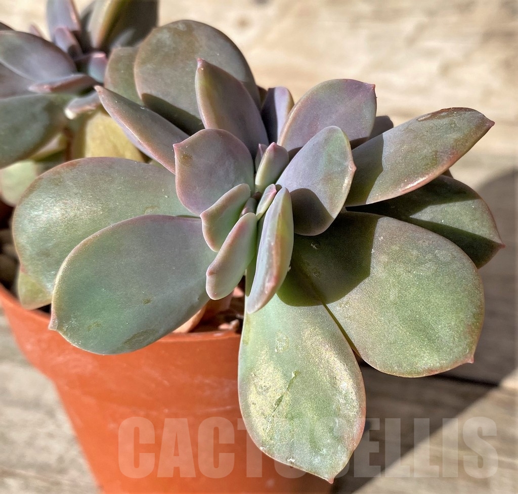 SHPR18348 Echeveria sp. f. cristata - Obrázek 2