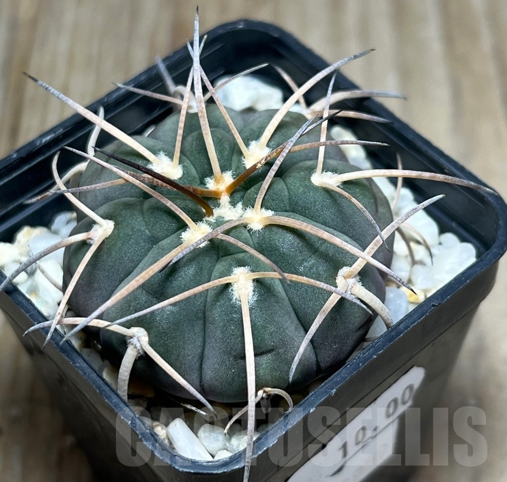 SHPR18959 Gymnocalycium spegazzinii ex MG 489