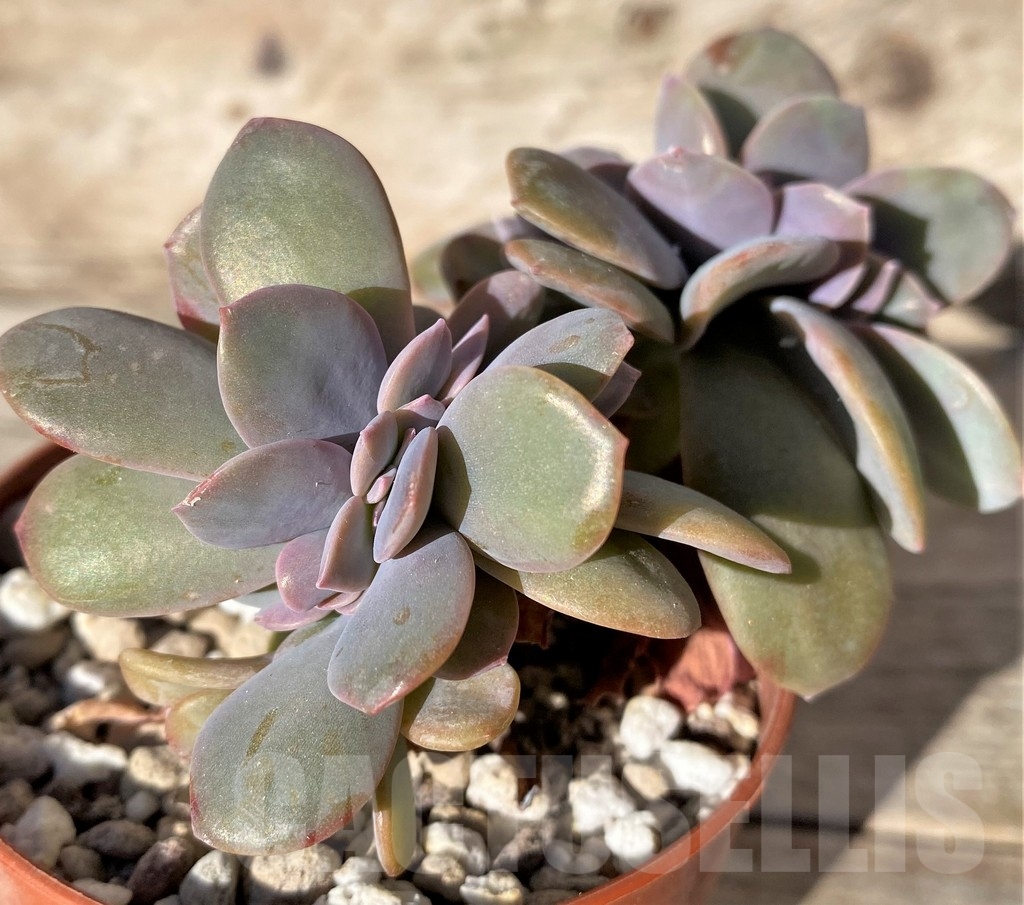 SHPR18348 Echeveria sp. f. cristata