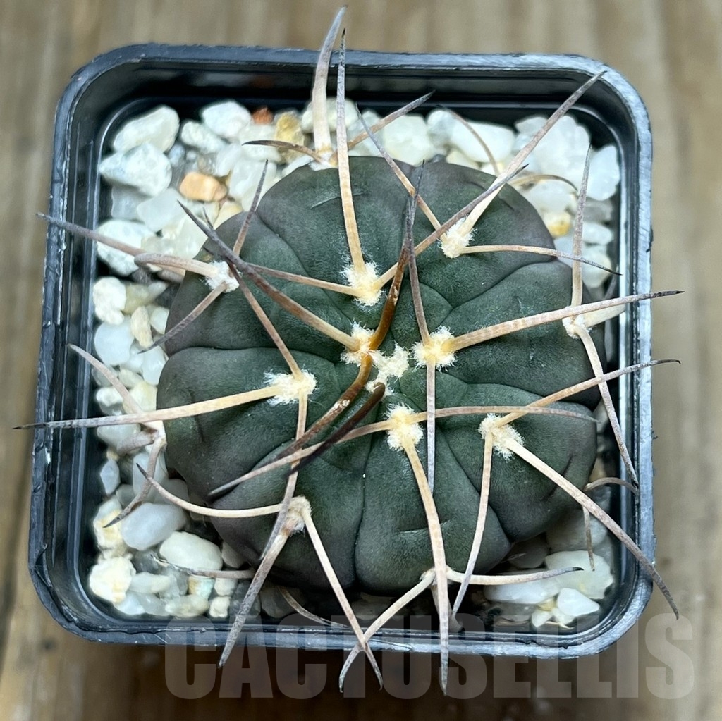 SHPR18959 Gymnocalycium spegazzinii ex MG 489 - Зображення 2