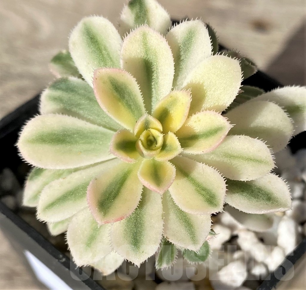 SHPR18349 Aeonium domesticum f. variegata