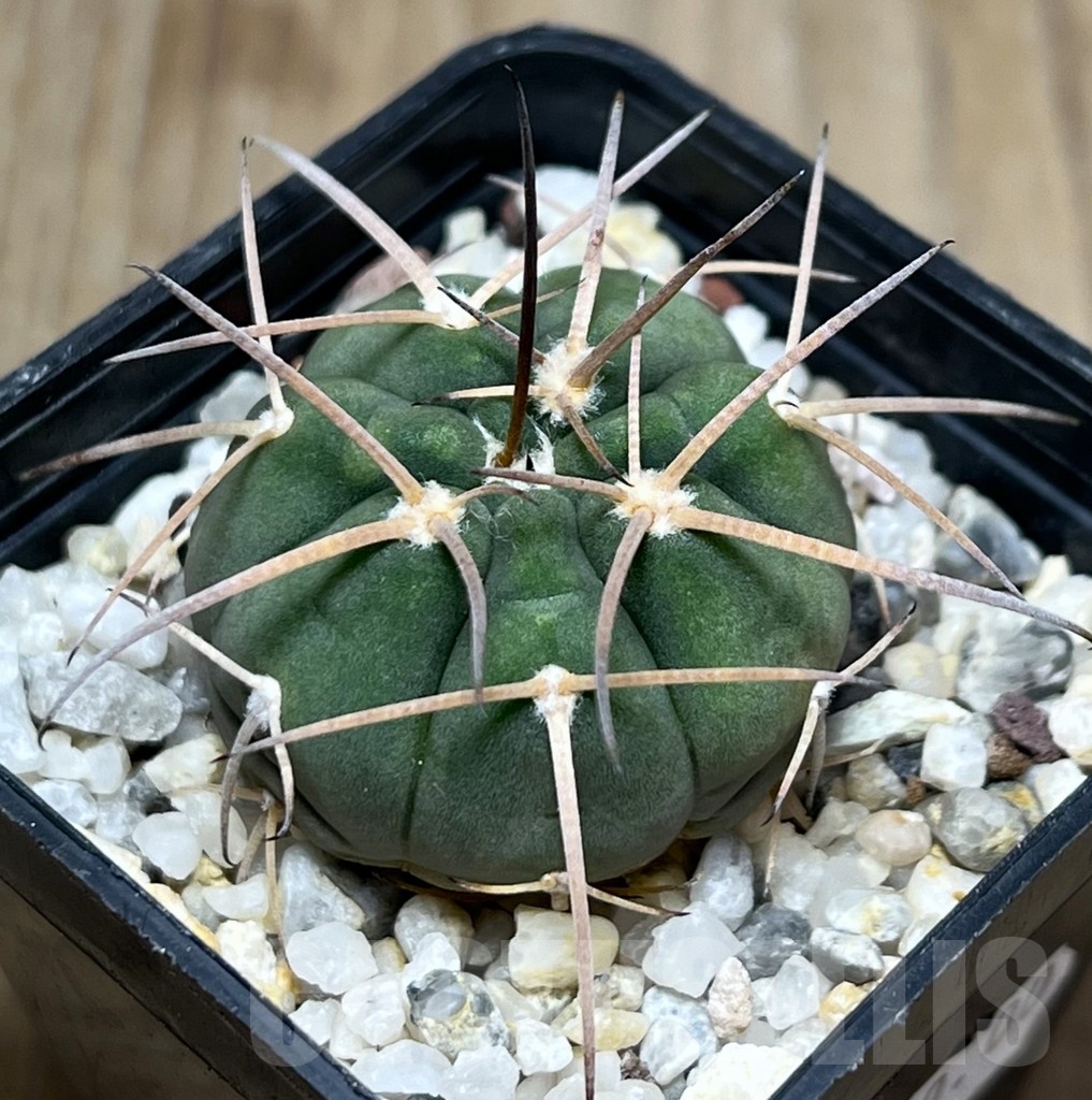SHPR18960 Gymnocalycium spegazzinii ex MG 489