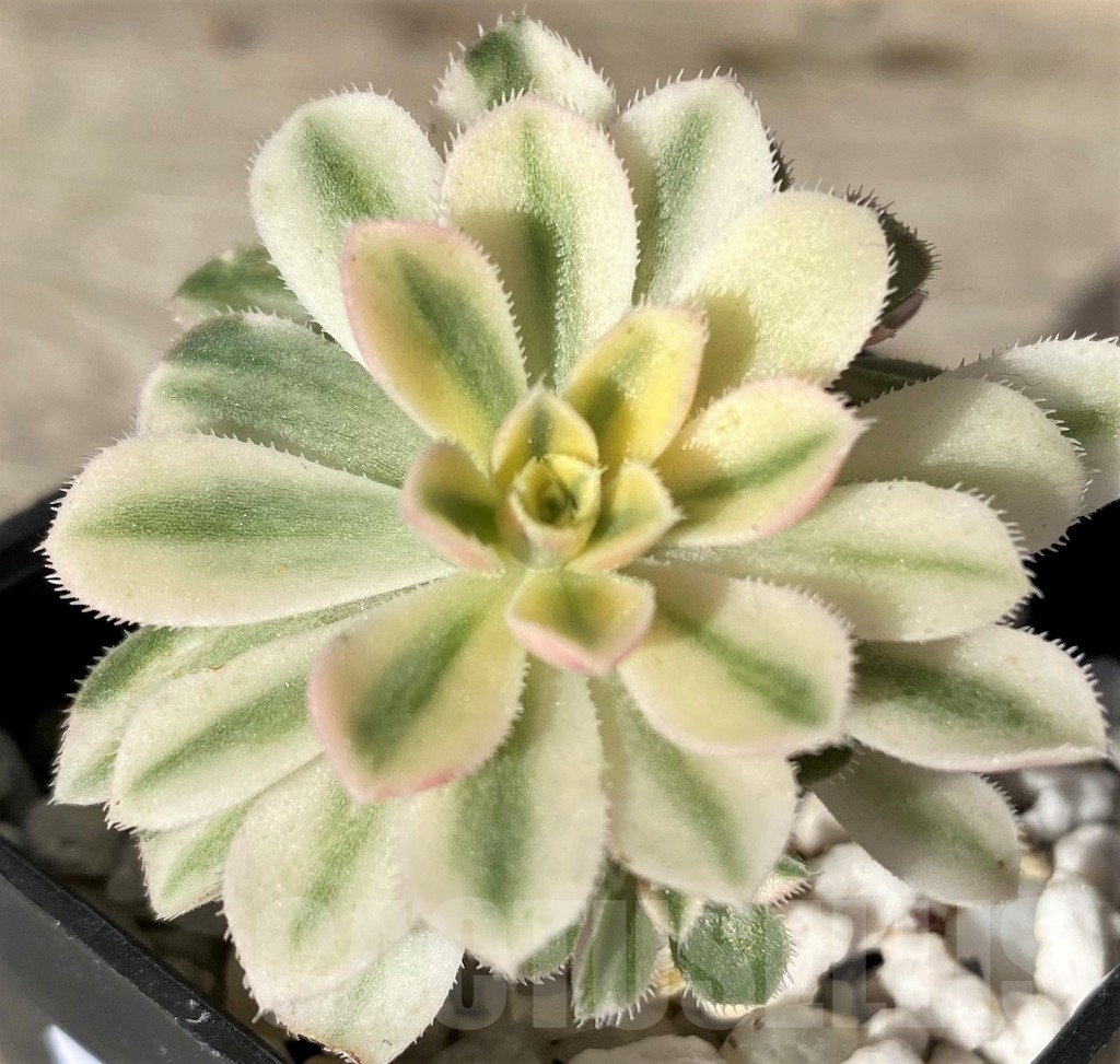SHPR18349 Aeonium domesticum f. variegata - Obrázek 2