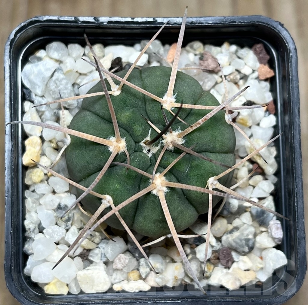SHPR18960 Gymnocalycium spegazzinii ex MG 489 - Imagen 2