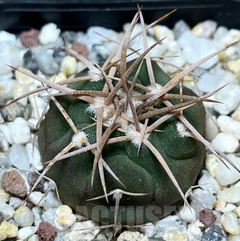 SHPR18961 Gymnocalycium coloradense VS 809 -Los Colorados-