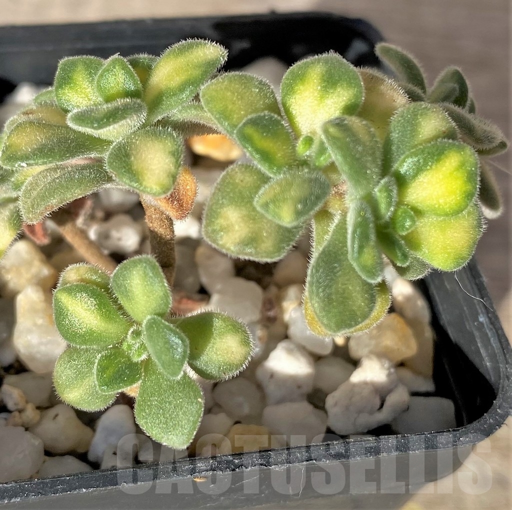 SHPR18350 Aeonium lindleyi f. variegata