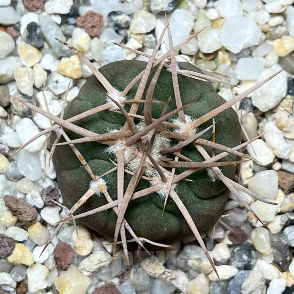 SHPR18961 Gymnocalycium coloradense VS 809 -Los Colorados- - Imagen 2