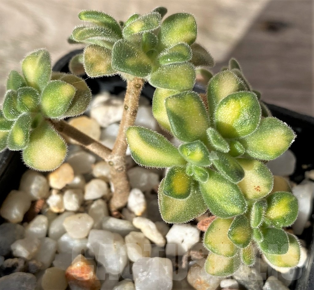 SHPR18350 Aeonium lindleyi f. variegata - Image 2