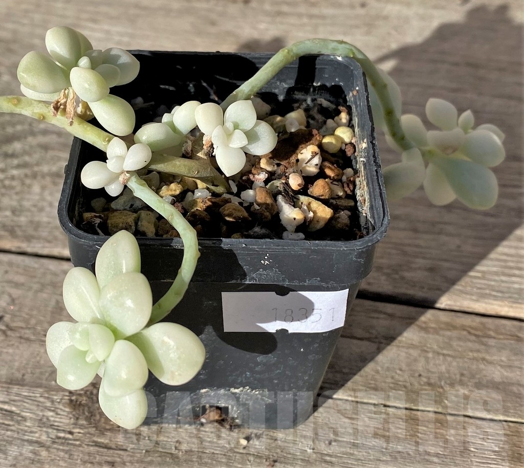 SHPR18351 Graptopetalum mendozae f. variegata - Image 2