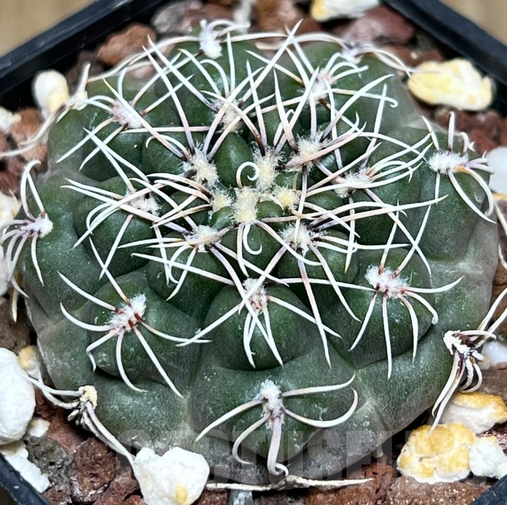 SHPR18962 Gymnocalycium campestre KLA 24A