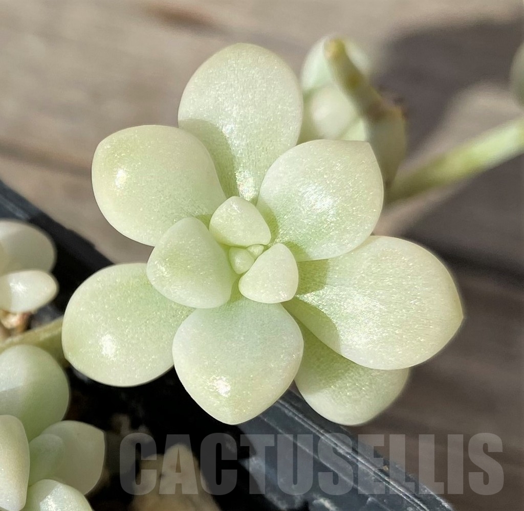 SHPR18351 Graptopetalum mendozae f. variegata