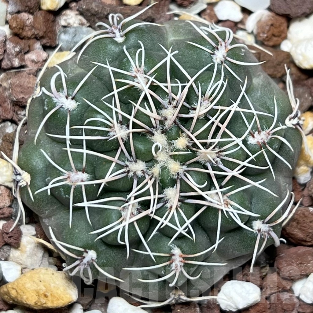 SHPR18962 Gymnocalycium campestre KLA 24A - Зображення 2