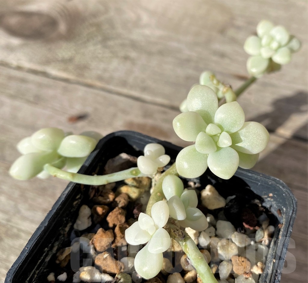 SHPR18351 Graptopetalum mendozae f. variegata - Image 3