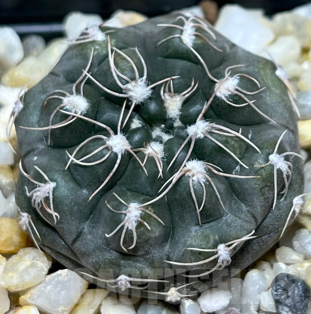 SHPR18963 Gymnocalycium morroense LB 326