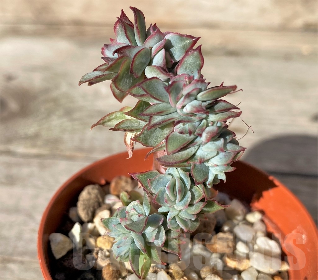 SHPR18352 Echeveria pulidonis f. cristata - Image 3