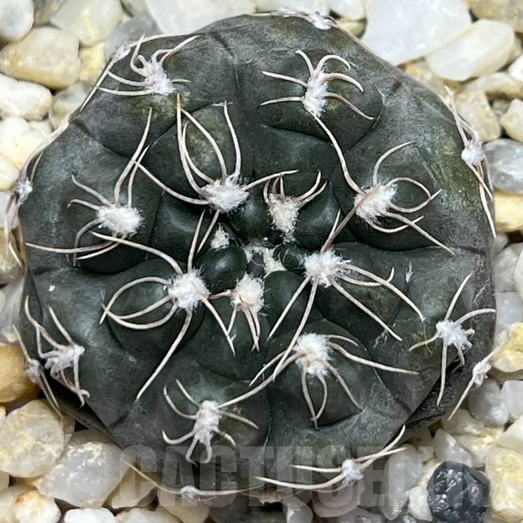 SHPR18963 Gymnocalycium morroense LB 326 - Зображення 2