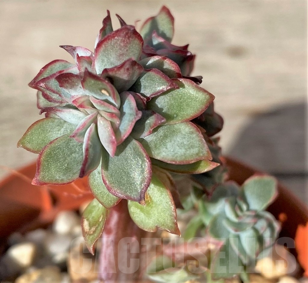 SHPR18352 Echeveria pulidonis f. cristata - Image 2