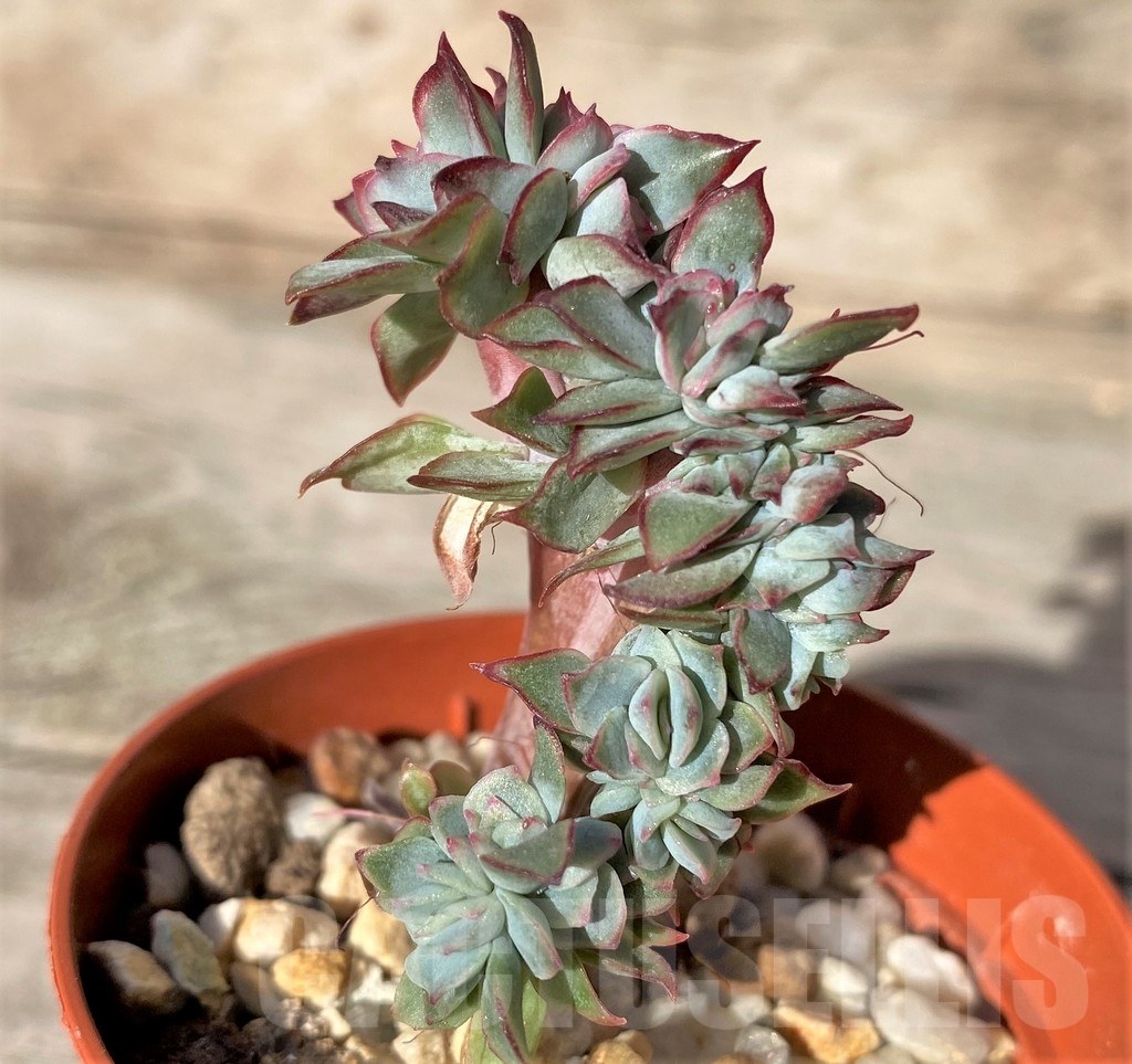 SHPR18352 Echeveria pulidonis f. cristata