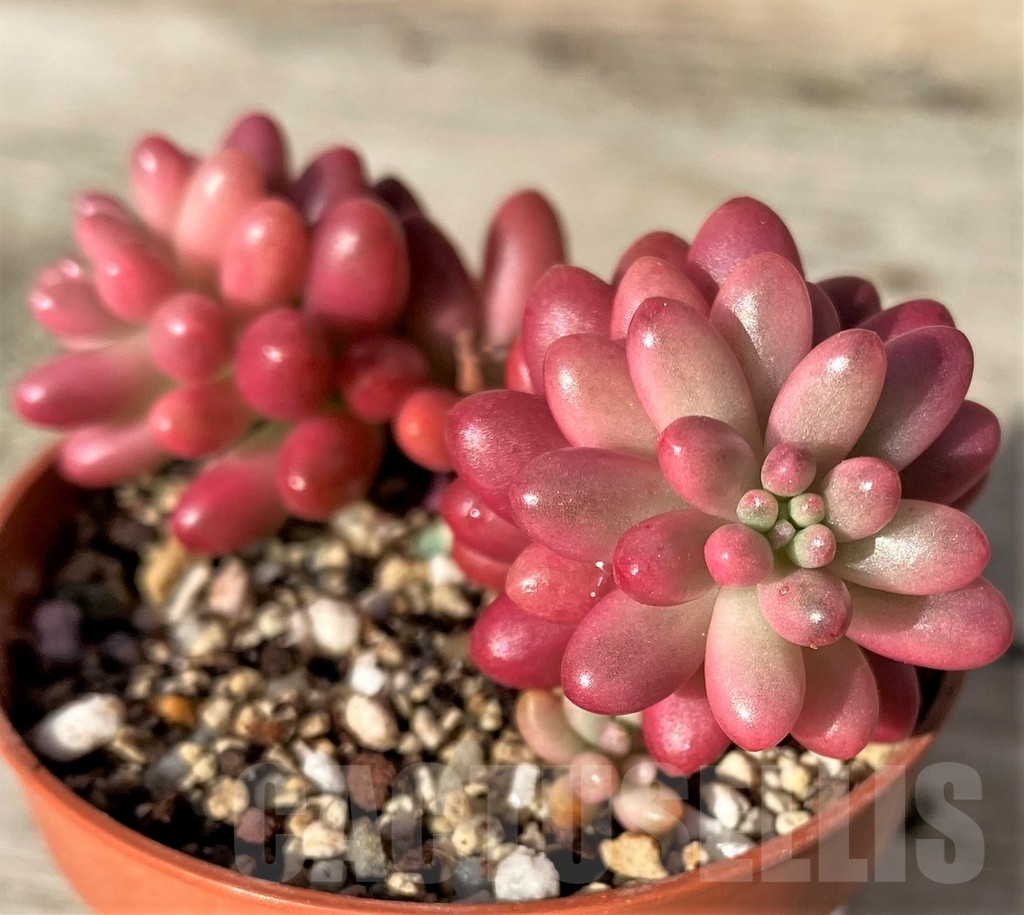 SHPR18353 Sedum rubrotinctum 'Aurora'