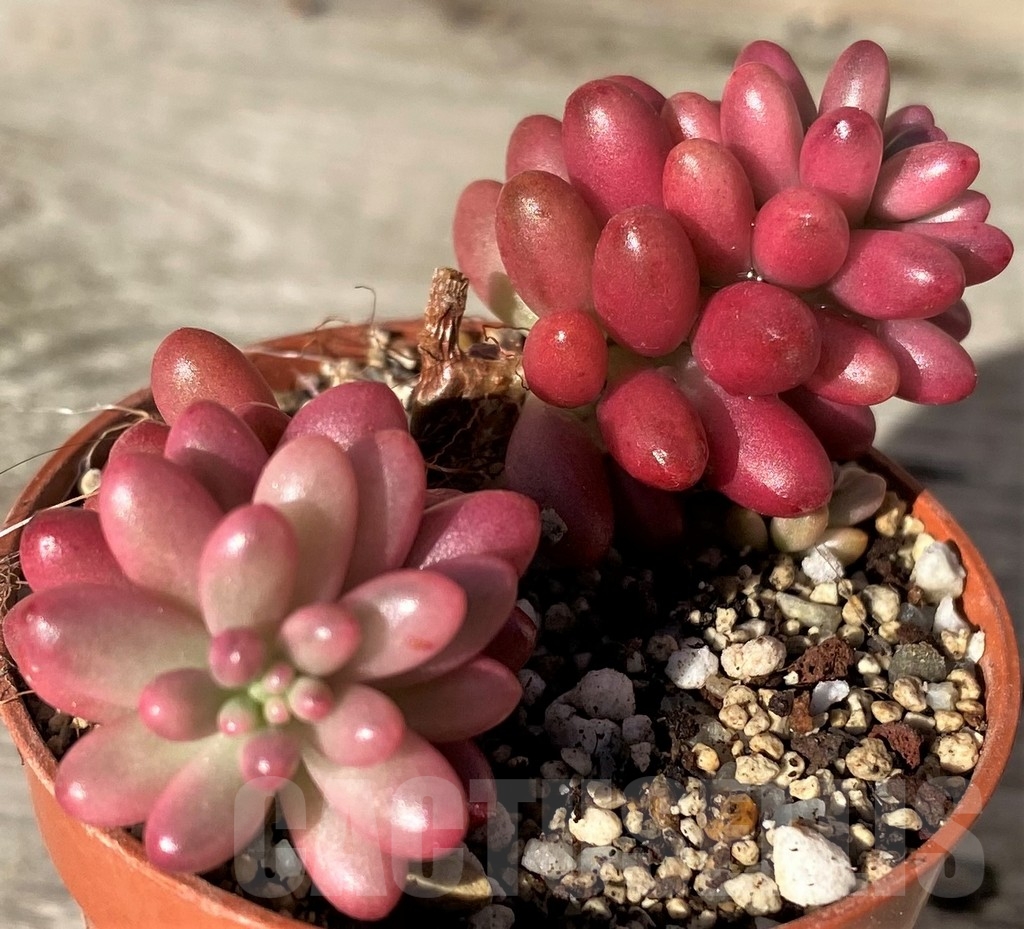 SHPR18353 Sedum rubrotinctum 'Aurora' - Image 2