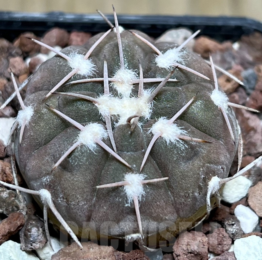 SHPR18965 Gymnocalycium glaucum