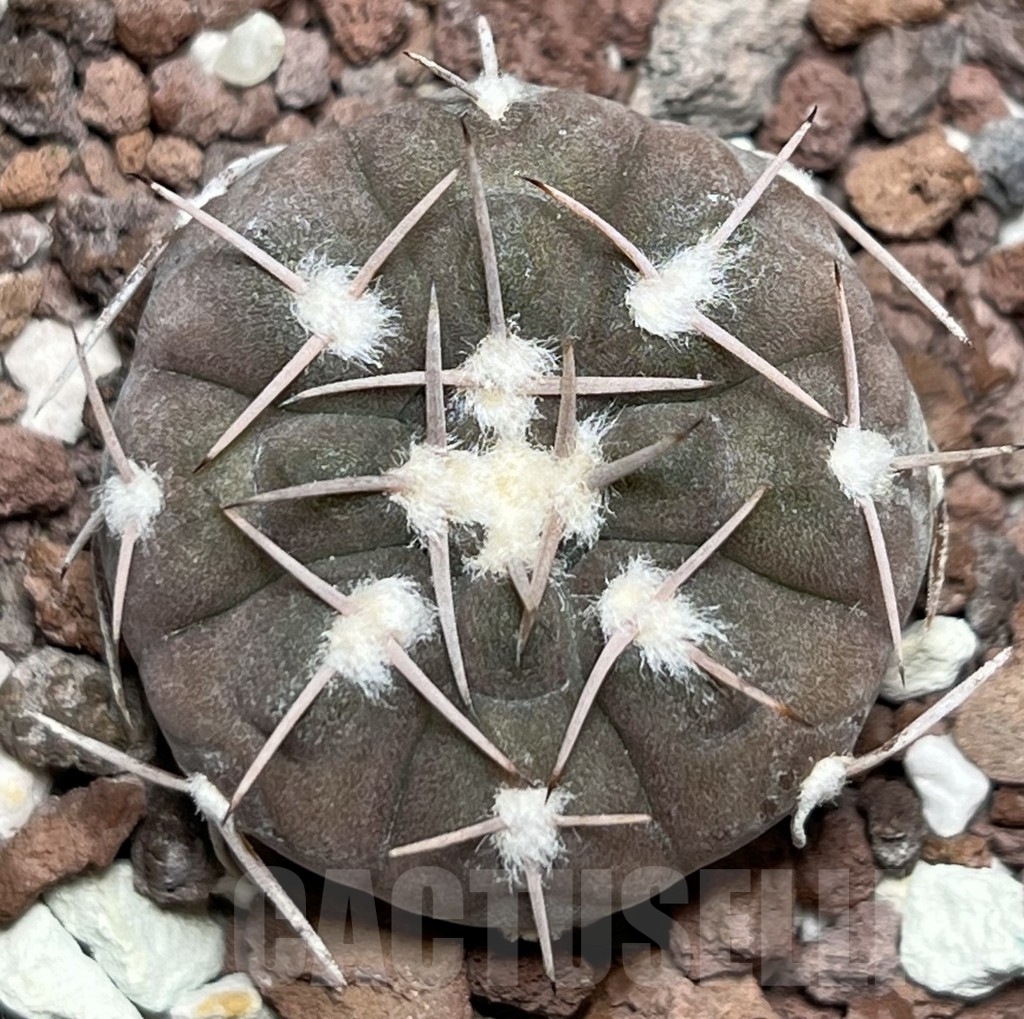 SHPR18965 Gymnocalycium glaucum – Bild 2