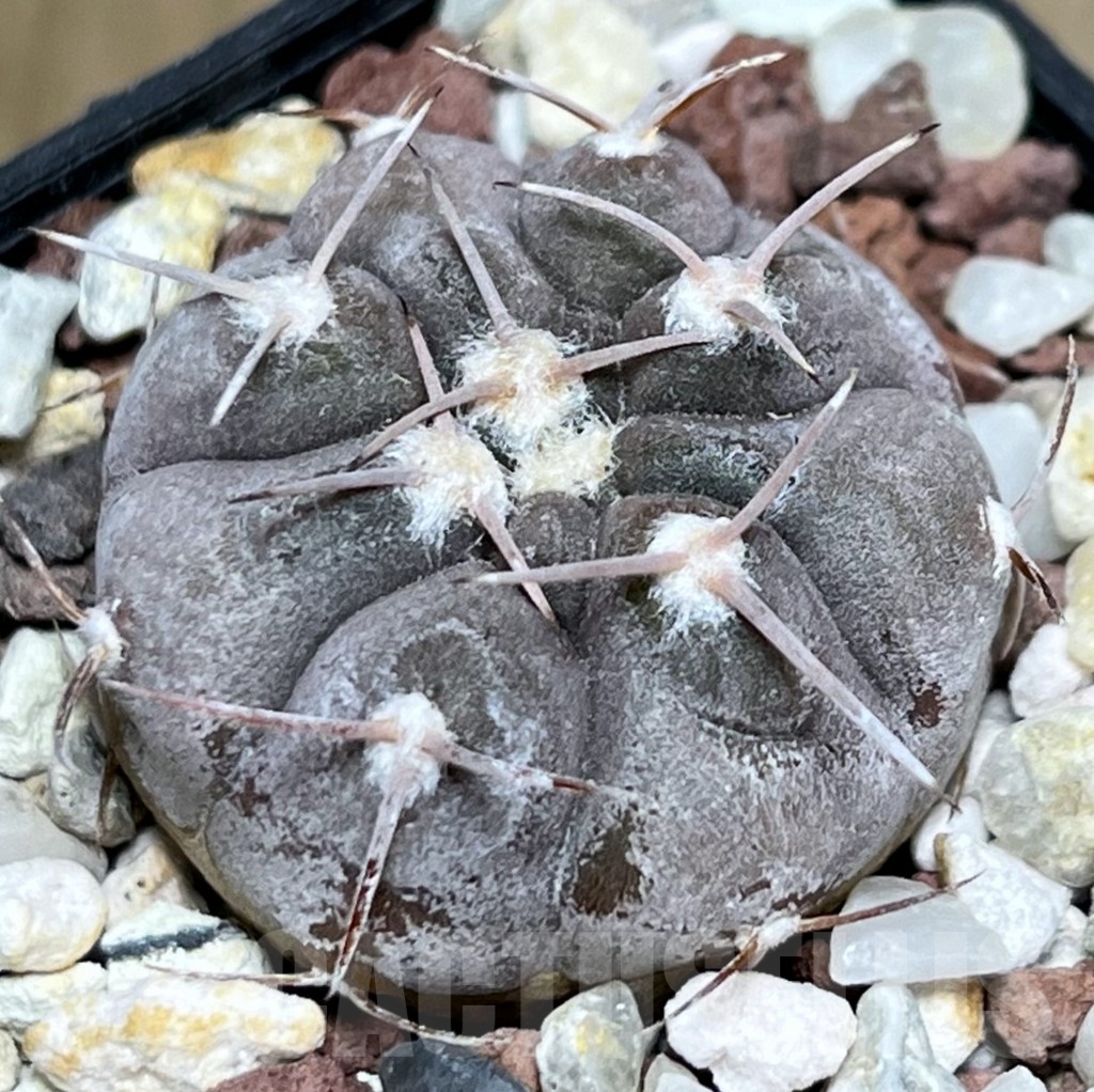 SHPR18966 Gymnocalycium glaucum