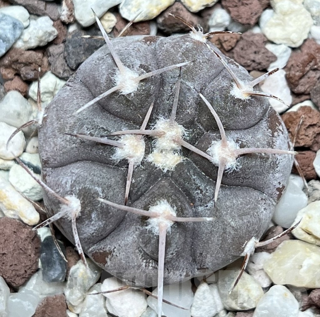 SHPR18966 Gymnocalycium glaucum – Bild 2
