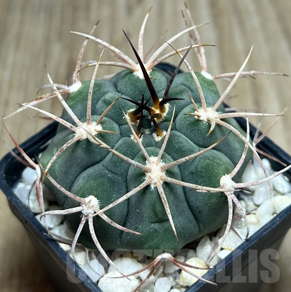 SHPR18967 Gymnocalycium ambatoense