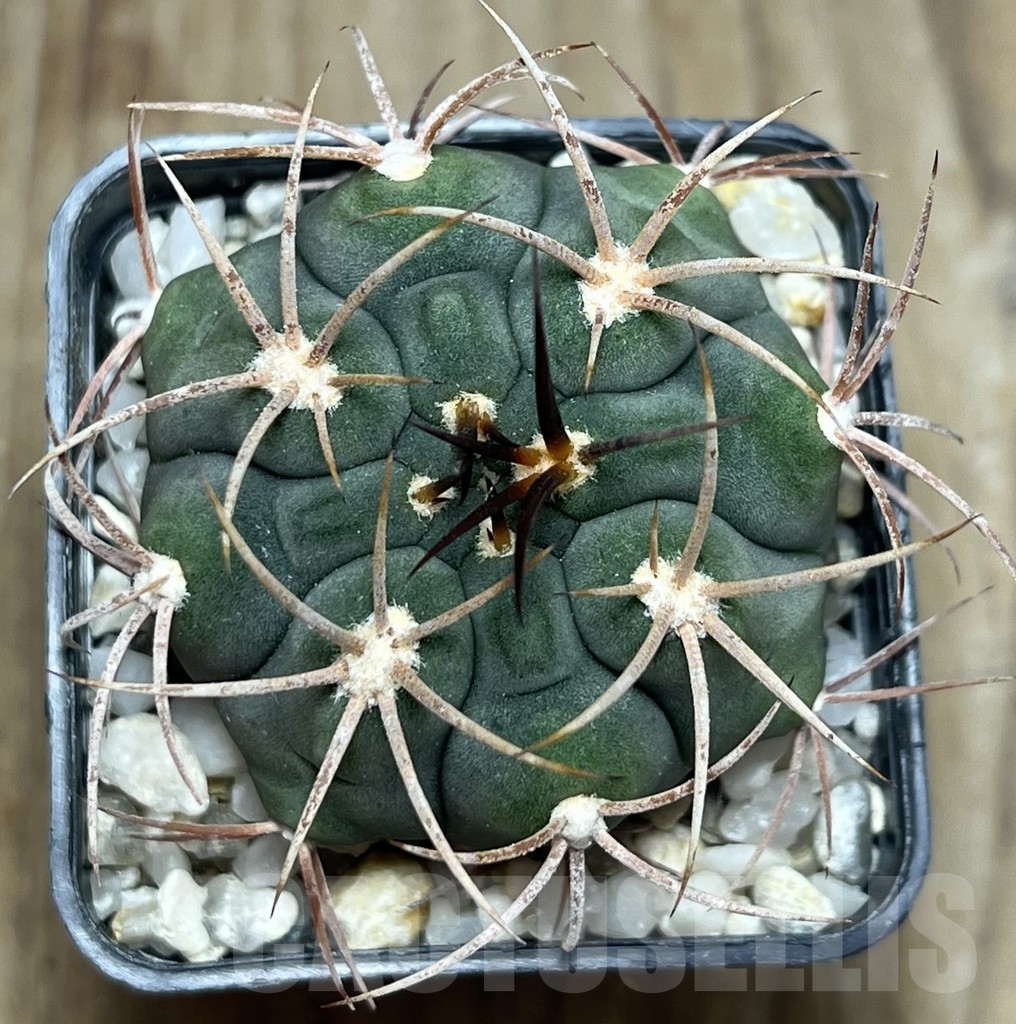 SHPR18967 Gymnocalycium ambatoense – Bild 2