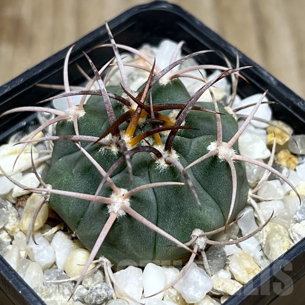 SHPR18968 Gymnocalycium ambatoense