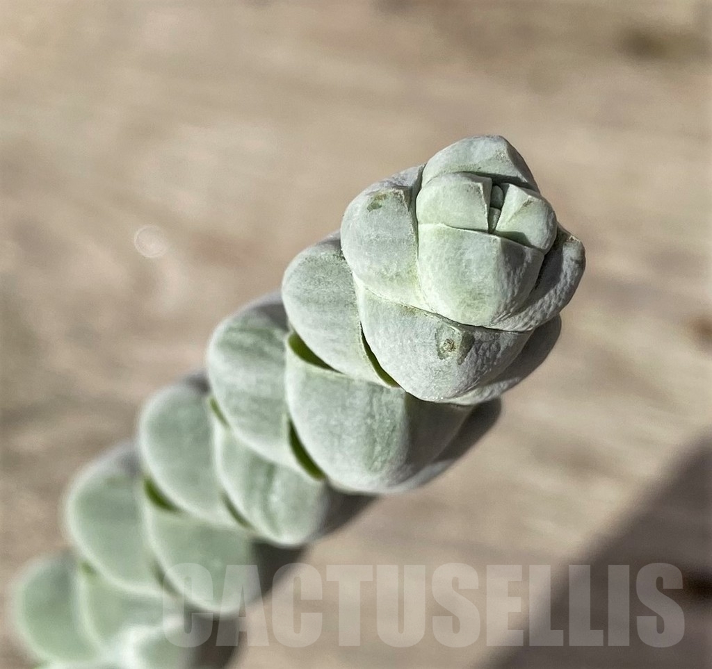 SHPR18356 Crassula deceptor v. arta