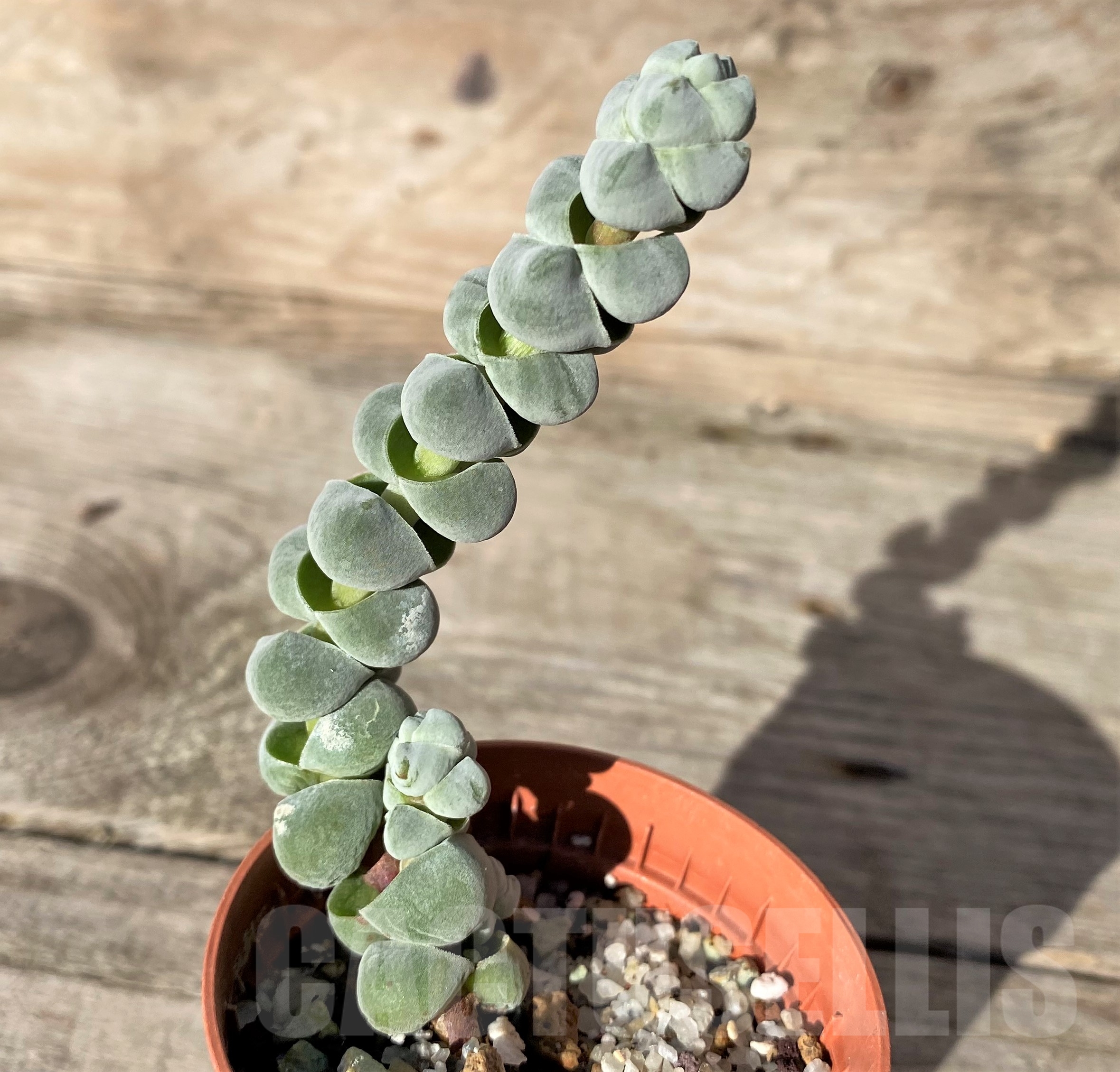 SHPR18355 Crassula deceptor v. arta - Image 2