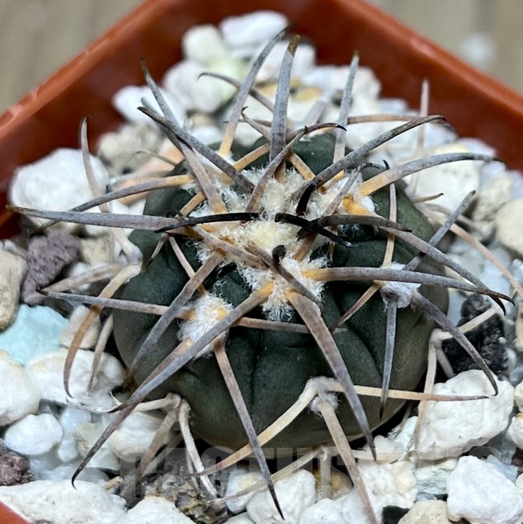SHPR18971 Gymnocalycium spegazzinii TOM 314/1